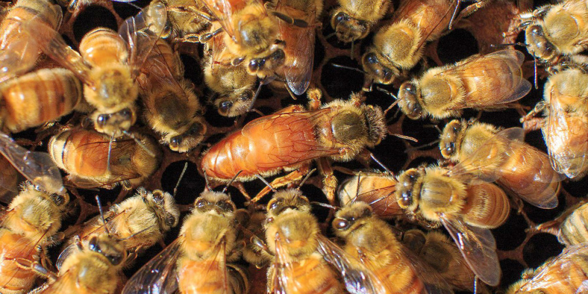 Honey Bees for Sale – Healthy Live Bees for Australian Hives